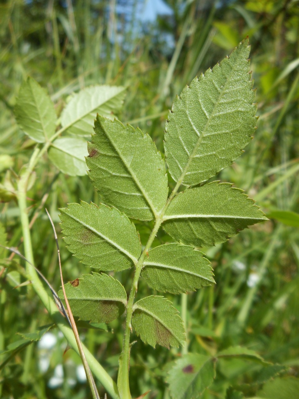 Rosa arvensis Huds. / Rosa cavallina